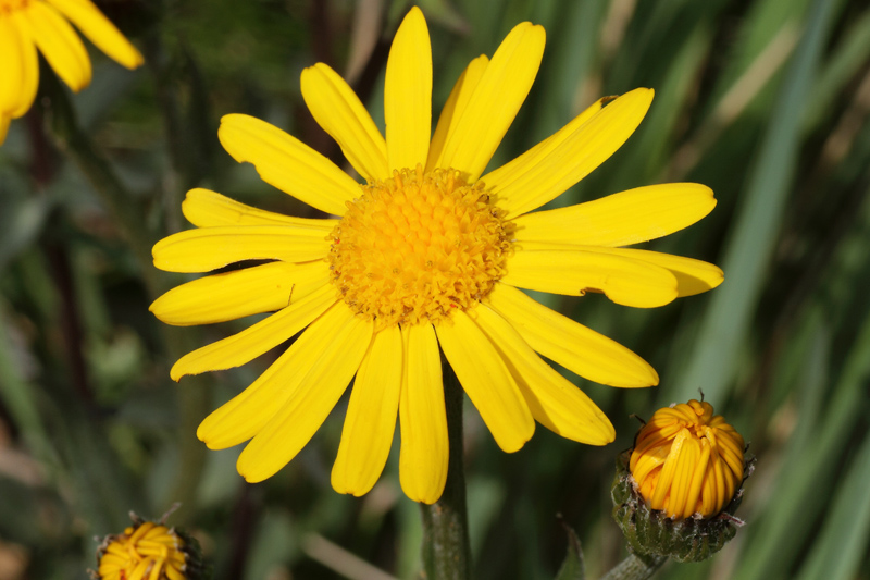 Senecio provincialis / Senecione provenzale